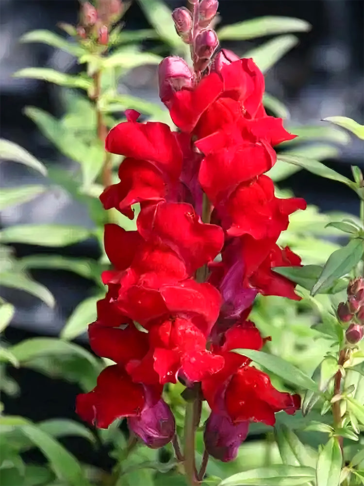 Tall Snapdragon, Dark Red