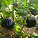 'Black Beauty' Eggplant Seeds