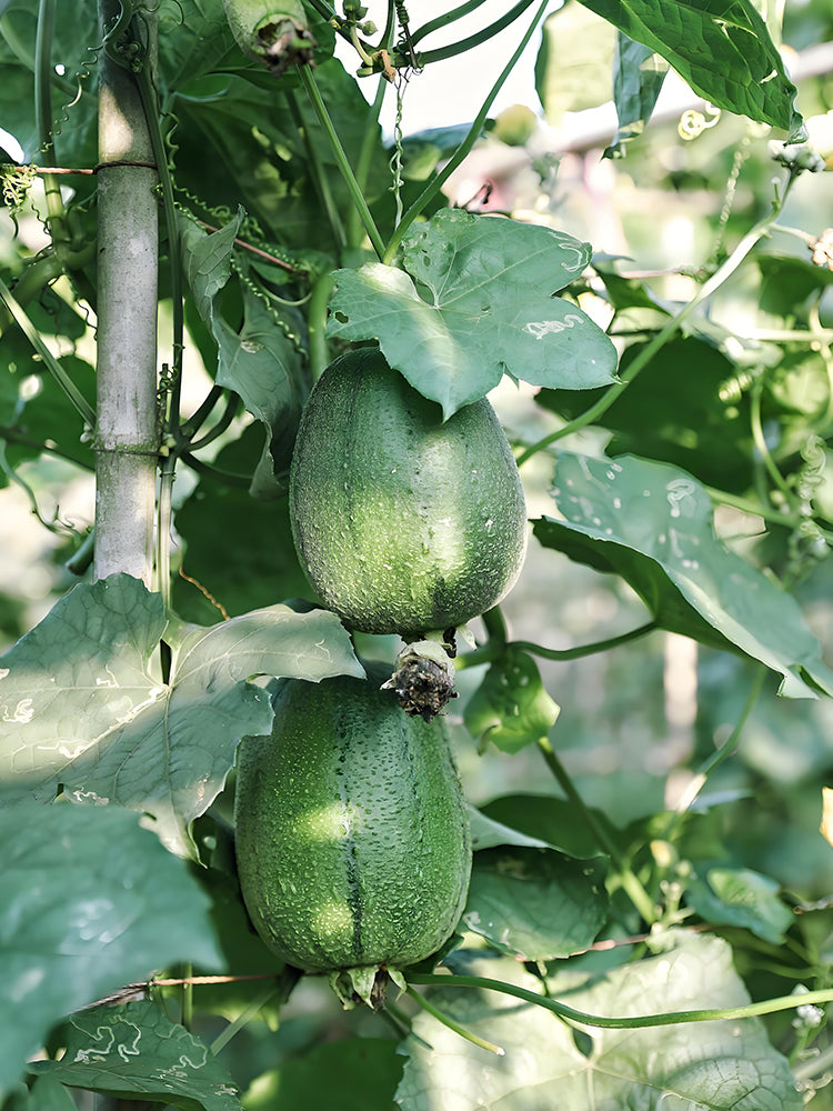 Apple Luffa, F1