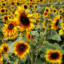 Bi-Colour Sunflower Seeds (90cm)