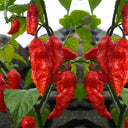 Chili Devils Tongue Red Hot Pepper Seeds