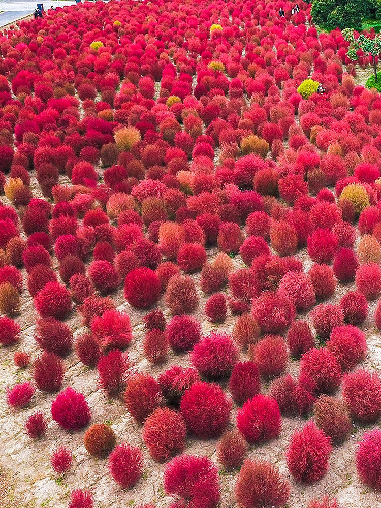 Kochia Scoparia, Red