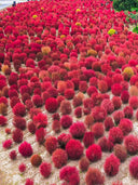 Kochia Scoparia, Red