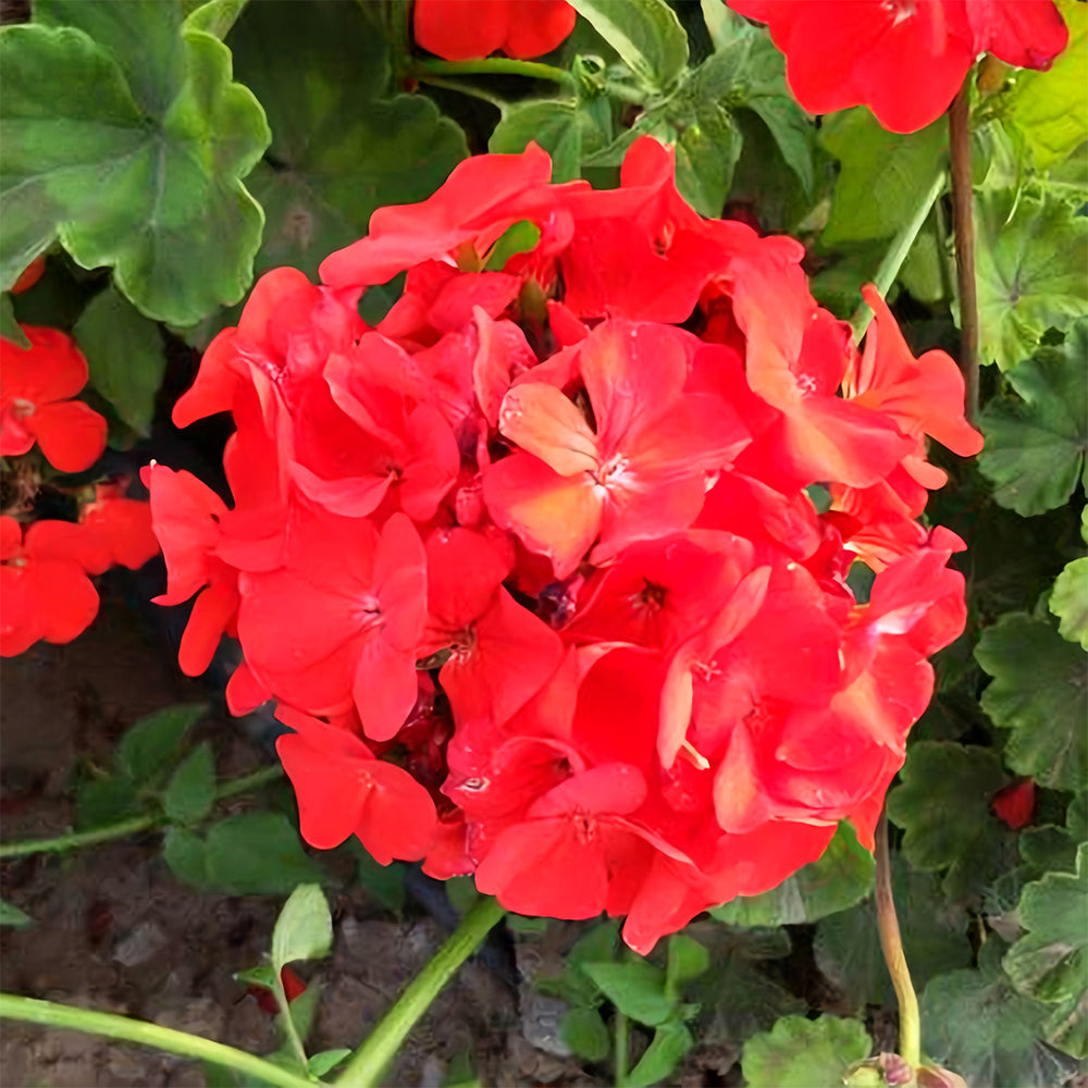 Red Geranium Seeds - Landscaper Red  F1