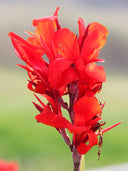 Canna Indica, Mixed