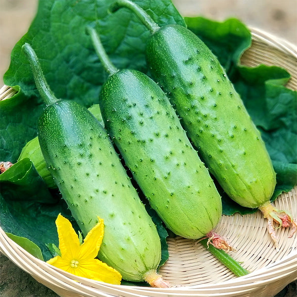 Cucumbers Short Rod with Thorns