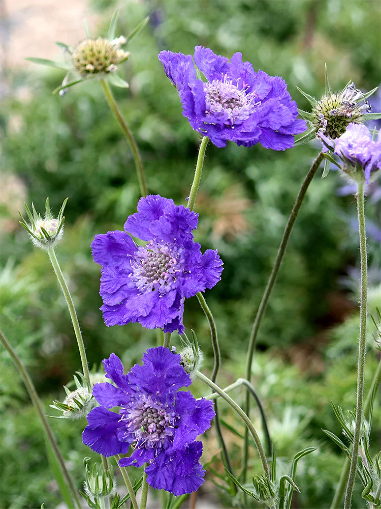 Scabiosa caucasica 'Fama Deep Blue'