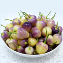 Vibrant Guangxi Rainbow Pickled Pepper Seeds