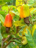 Cashew Tree Seeds, Pack of 5