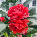 'Buddha's Hand' Impatiens Seeds