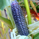 Kids' Choice: 4 Baby Blue Jade Corn Seeds