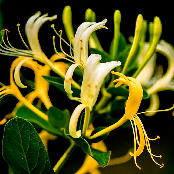 honeysuckle flower seeds Chinese Honeysuckle Seeds – SeedChoiceX