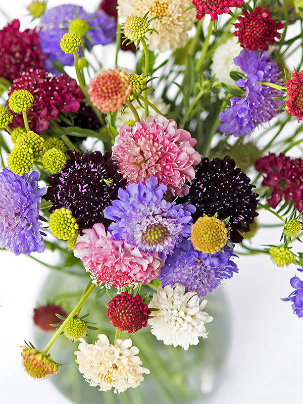 Pincushion Formula Mix