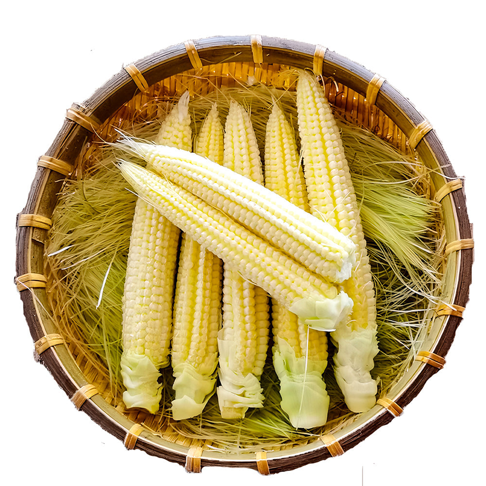 F1 Sweet Baby Corn Seeds, Pkt of 50