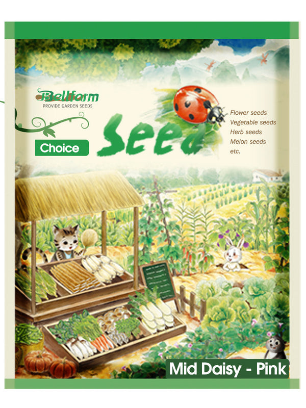 'Mid' Common Daisy, Pink