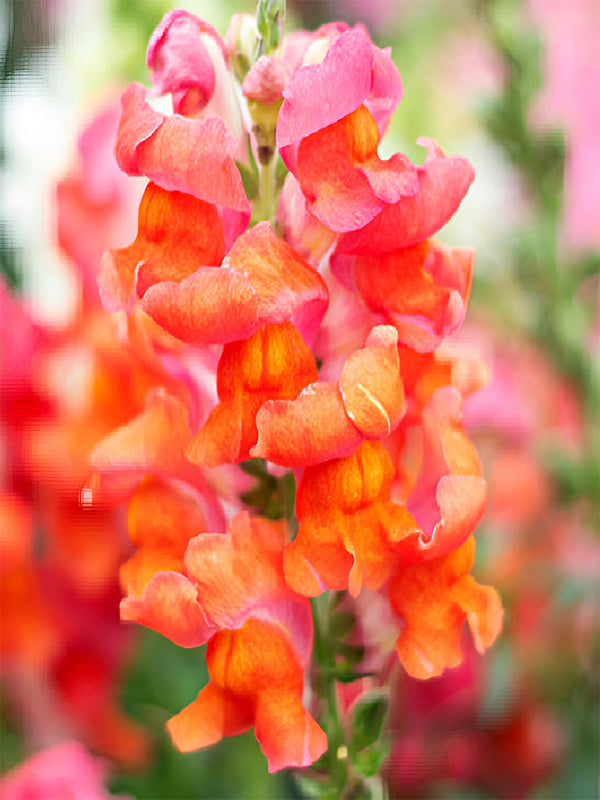 Tall Snapdragon, Orange