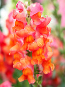Tall Snapdragon, Orange
