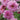 Cosmos bipinnatus 'Double Click Rose Bonbon'