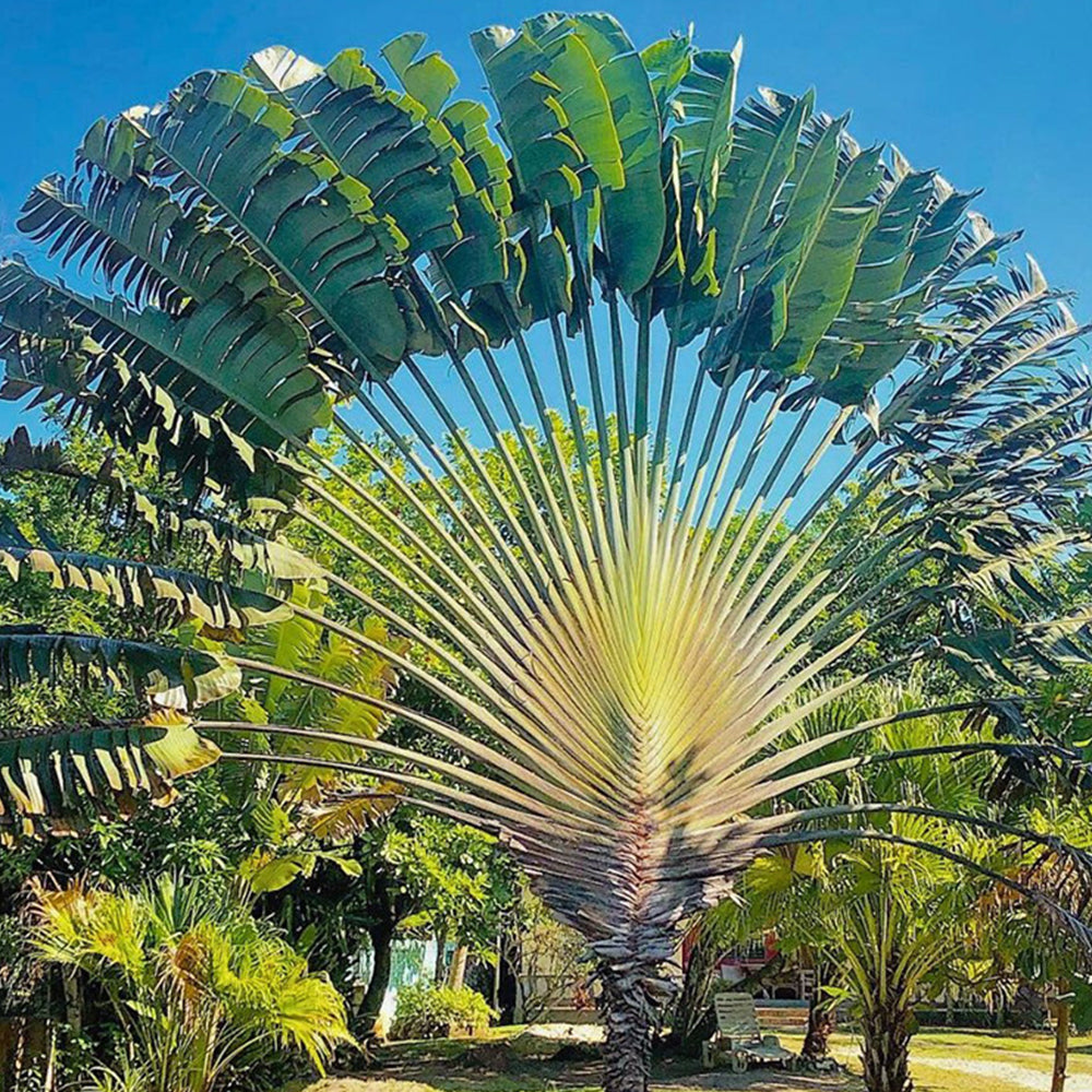 Traveller's Palm Seeds