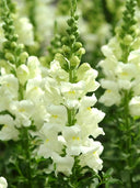 Tall Snapdragon, White