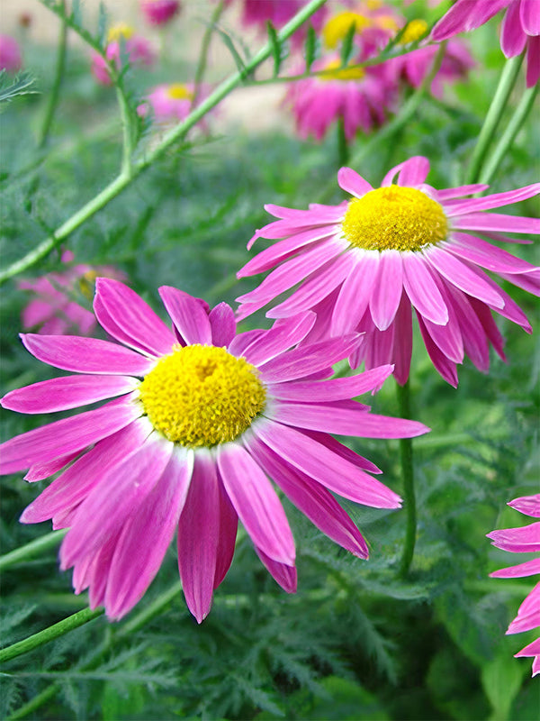 Chrysanthemum, Robinson's Mix