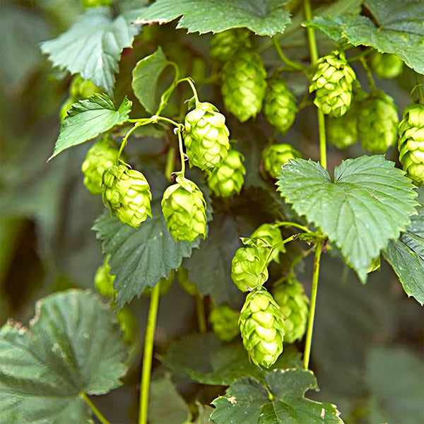 Hop Seeds, Pack of 10