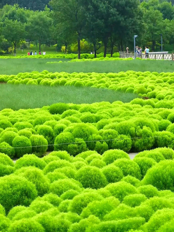 Kochia Scoparia, Green