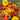 Perennial Gaillardia, 500 Seeds