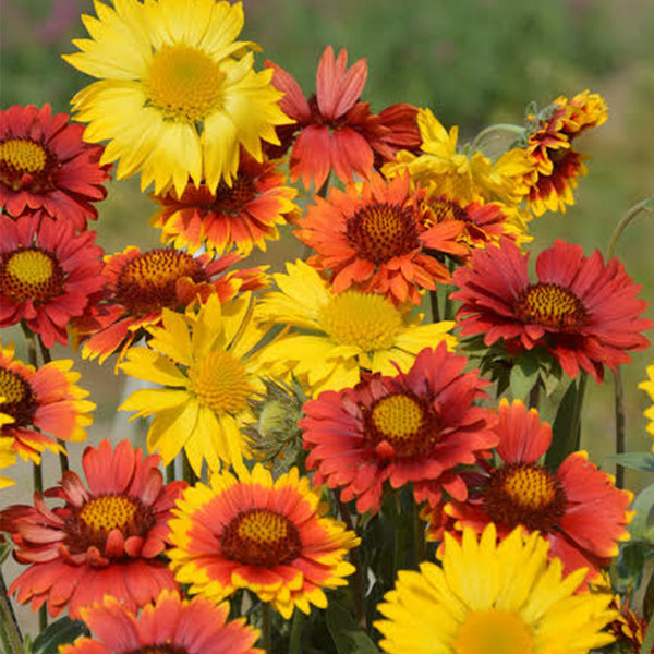 Perennial Gaillardia, 500 Seeds