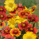 Perennial Gaillardia, 500 Seeds