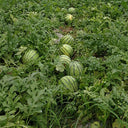 'Huang Xiaoyu' Watermelon Seeds, 10g