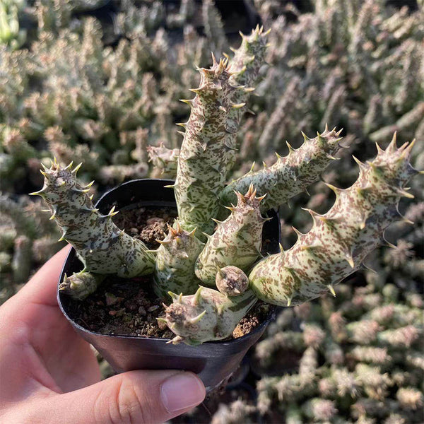 3-4Pcs Caralluma hesperidum, 3-4cm