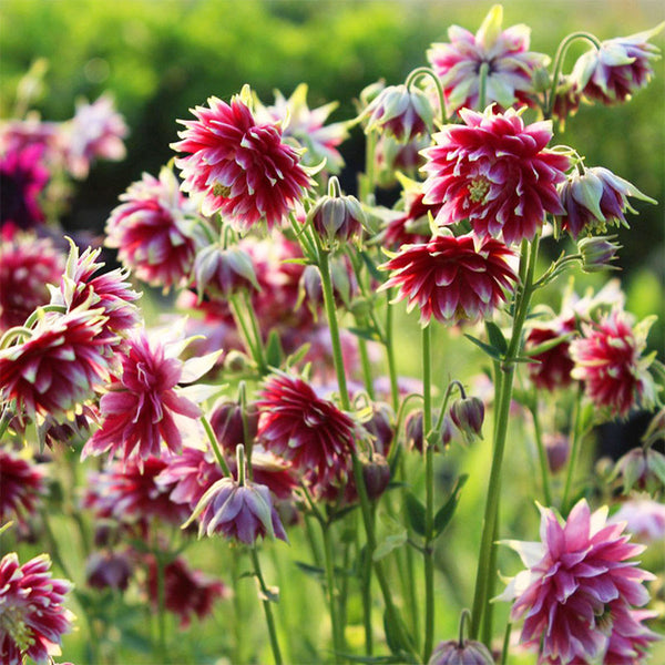 Hezhichun Aquilegia 'Barlow' Seeds, 1g