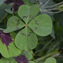 Oxalis deppei 'Mexico BotKA G4', 10 Bulbs