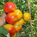 404 Little Sunburst Tomato, 5 Seeds