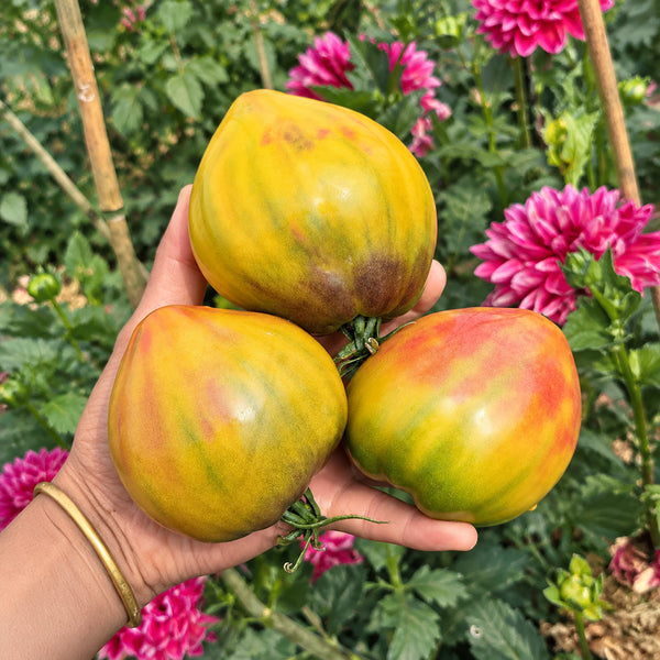 1118 Elegant Honey Tomato, 5 Seeds