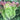 Red Leaf Romaine Lettuce Seeds, 5g