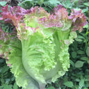 Red Leaf Romaine Lettuce Seeds, 5g