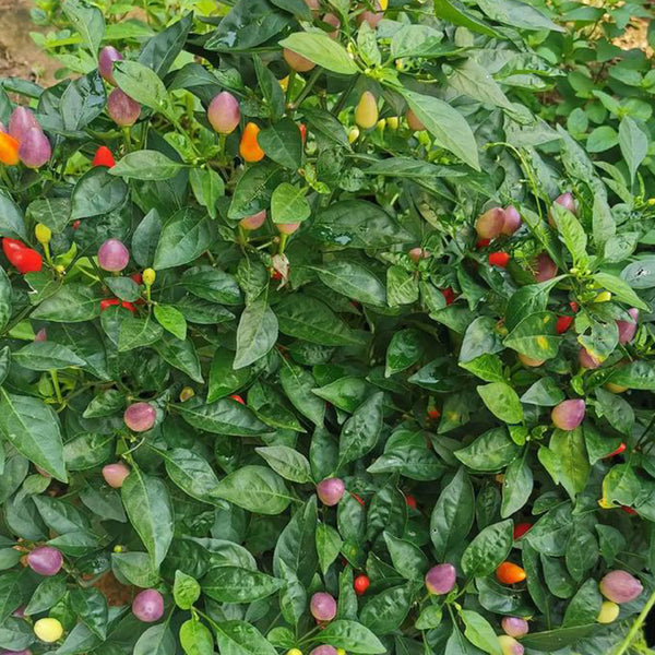 Colorful Bullet Pepper Seeds, 2g