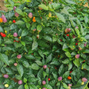 Colorful Bullet Pepper Seeds, 2g