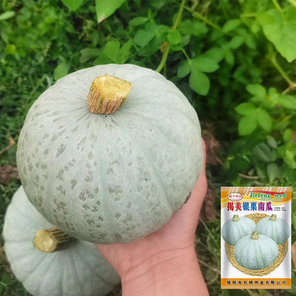'Jiemei' Silver Chestnut Pumpkin, 10 Seeds