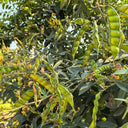 Pigeon Pea Seeds, 50 Seeds
