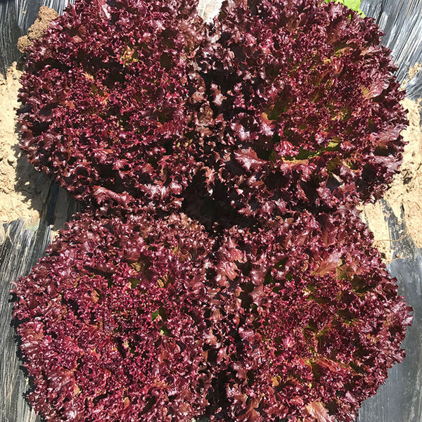 'Jinghong-1' Loose-leaf Lettuce Seeds, 5g