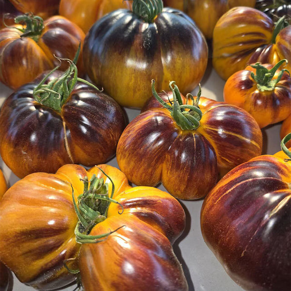 918 Orange Caramel Tomato, 5 Seeds