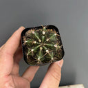 'Ruiyun Peony' Live Cactus, 3-4cm