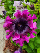 Petunia Seeds, 'Superbissima Nana Wine Red'