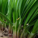 Shandong Red-Root Leek Seeds, 30g