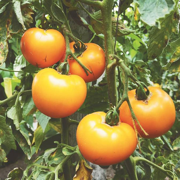 'Golden Apple' Big Yellow Tomato Seeds, 20 Seeds