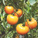 'Golden Apple' Big Yellow Tomato Seeds, 20 Seeds