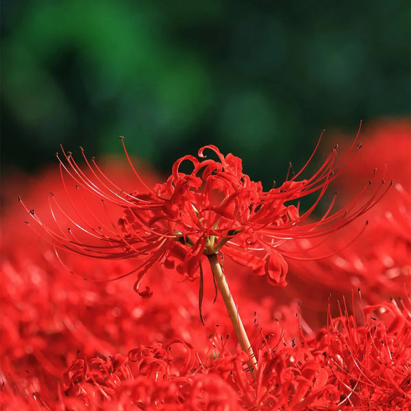 Lycoris radiata (Triploid), 2 Bulbs